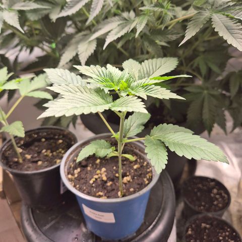 💚Bubba kush 🦝 (56-63 BT) growlog timeline photo