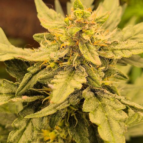 Gorilla Zkittles Auto anna growlog timeline photo