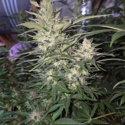 Moby 🍆  growlog timeline photo