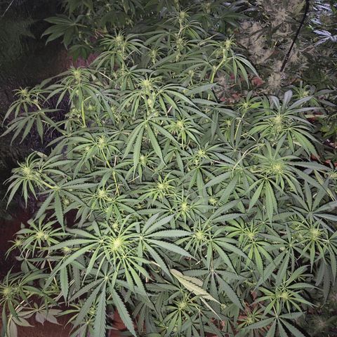 Afghani #1 (45-50bt) growlog timeline photo