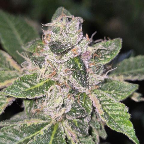 Apple crumble Ben growlog timeline photo
