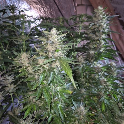Moby 🍆  growlog timeline photo