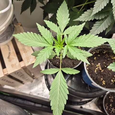Ice cream cake 🍰 & permanent marker🖊(65-73bt) growlog timeline photo