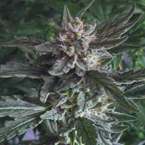 Gorilla Zkittles Auto anna growlog timeline photo