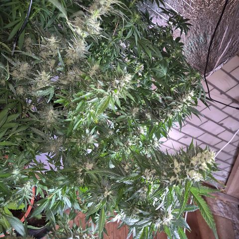 Moby 🍆  growlog timeline photo