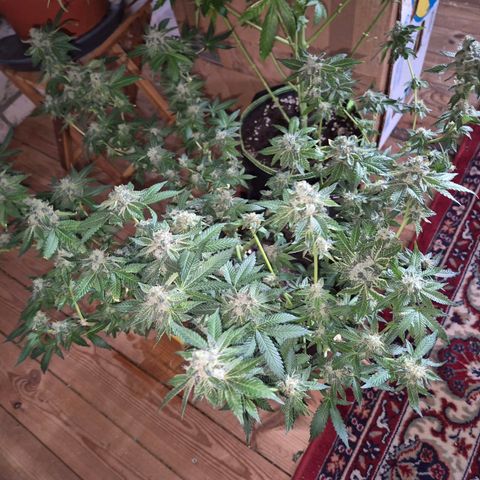 Apple crumble Ben growlog timeline photo
