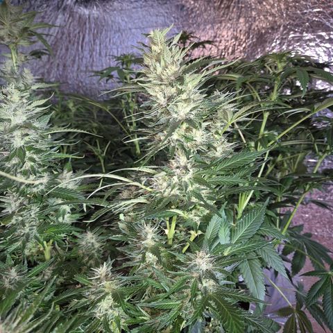 Moby 🍆  growlog timeline photo