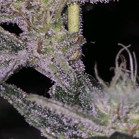 Gorilla Zkittles Auto anna growlog timeline photo