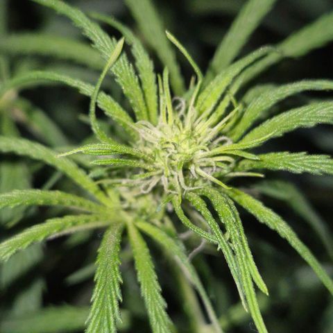 Afghani #1 (45-50bt) growlog timeline photo