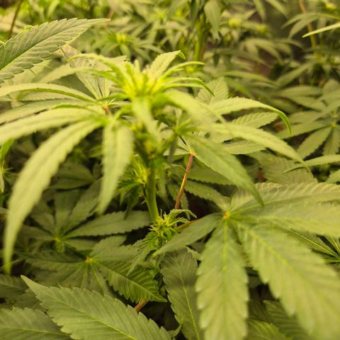 Biscotti (56-70bt) growlog timeline photo