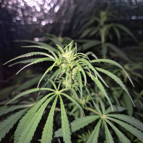 Afghani #1 (45-50bt) growlog timeline photo