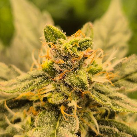 Gorilla Zkittles Auto anna growlog timeline photo