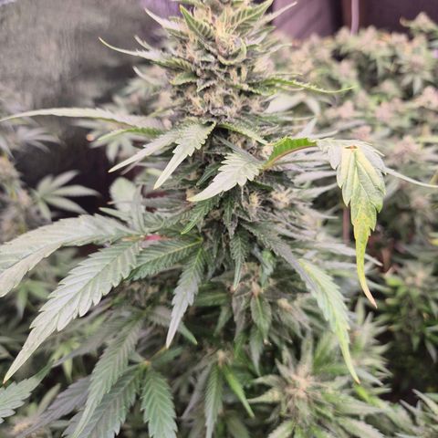 Moby 🍆  growlog timeline photo