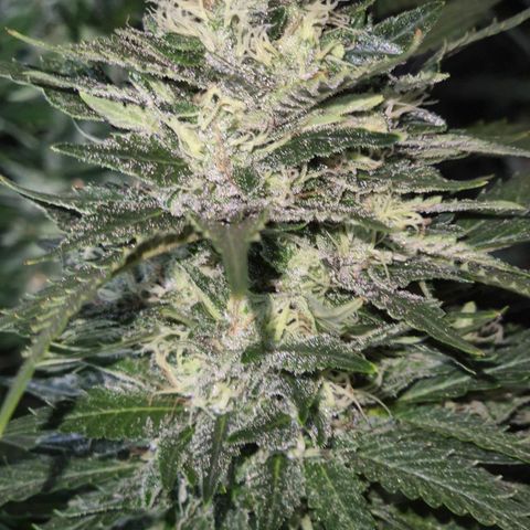 Moby 🍆  growlog timeline photo