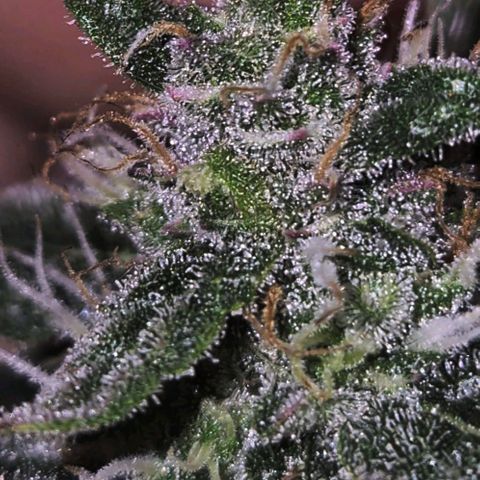 Moby 🍆  growlog timeline photo