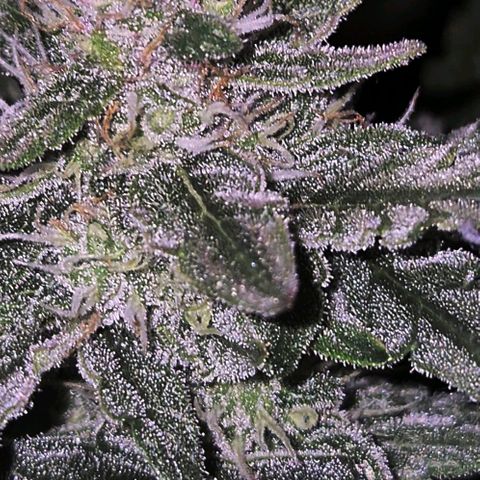 Gorilla Zkittles Auto anna growlog timeline photo
