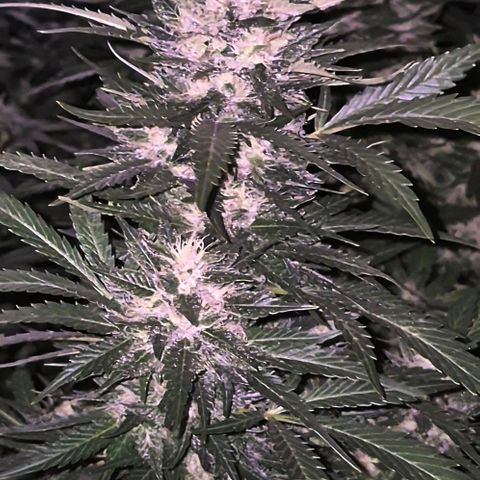 Moby 🍆  growlog timeline photo