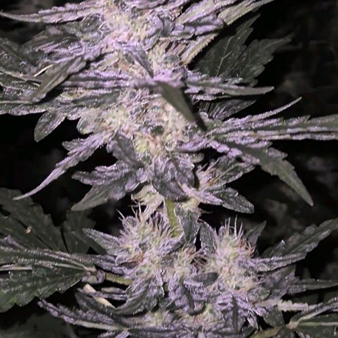Gorilla Zkittles Auto anna growlog timeline photo