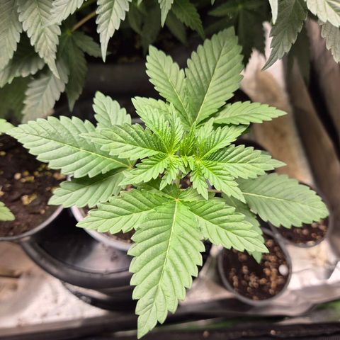 💚Bubba kush 🦝 (56-63 BT) growlog timeline photo