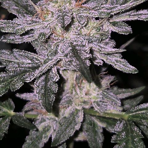 Gorilla Zkittles Auto anna growlog timeline photo