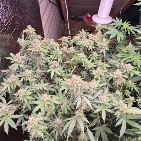 Apple crumble Ben growlog timeline photo