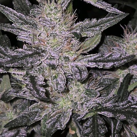 Gorilla Zkittles Auto anna growlog timeline photo
