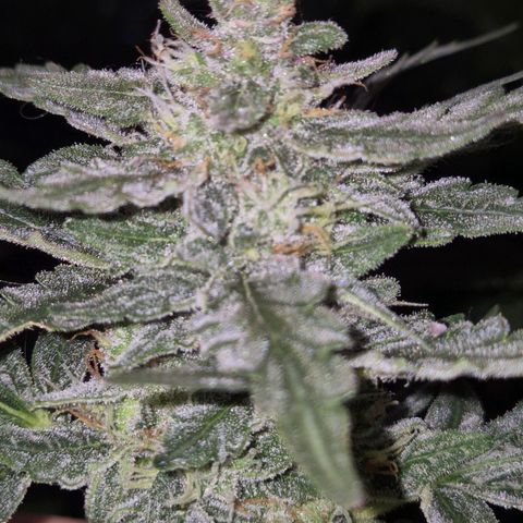 Gorilla Zkittles Auto anna growlog timeline photo