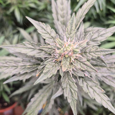 Gorilla Zkittles Auto anna growlog timeline photo