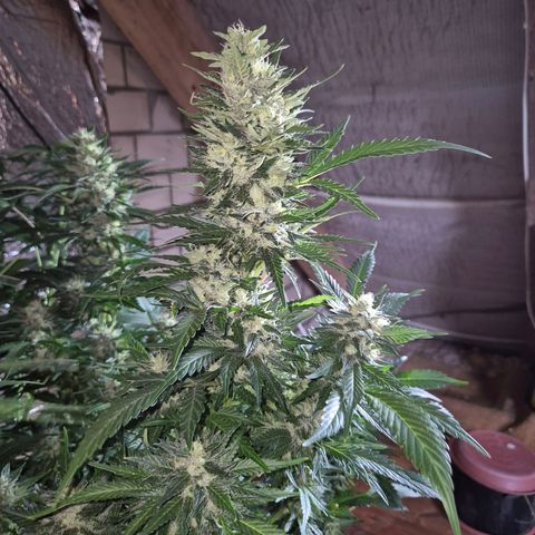 Moby 🍆  growlog timeline photo