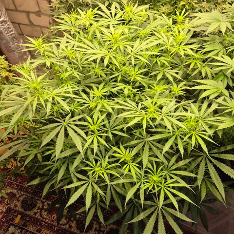 Afghani #1 (45-50bt) growlog photo: Riesiger busch👀