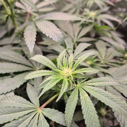 Biscotti (56-70bt) growlog timeline photo