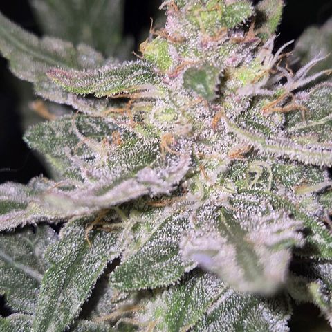 Gorilla Zkittles Auto anna growlog timeline photo