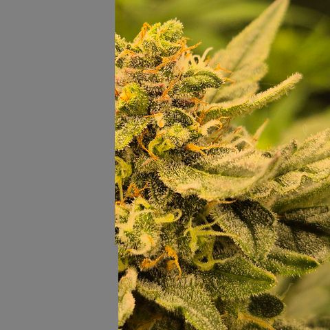 Gorilla Zkittles Auto anna growlog timeline photo
