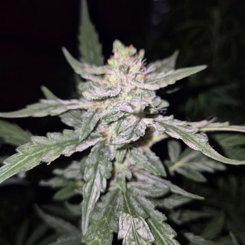 Gorilla Zkittles Auto anna growlog timeline photo