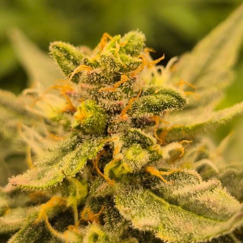 Gorilla Zkittles Auto anna growlog timeline photo