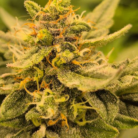 Gorilla Zkittles Auto anna growlog timeline photo