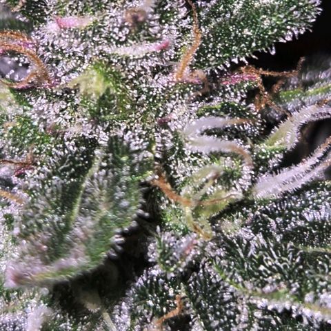 Gorilla Zkittles Auto anna growlog timeline photo