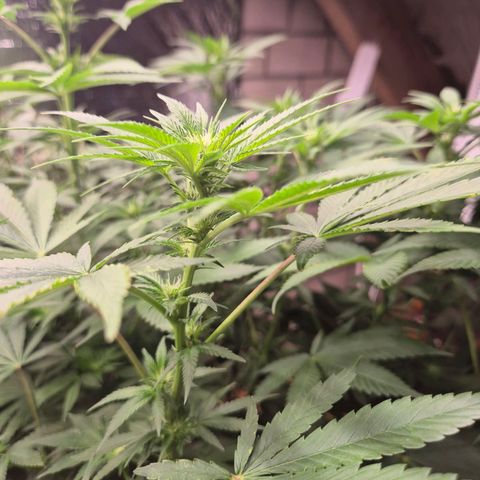 Biscotti (56-70bt) growlog timeline photo