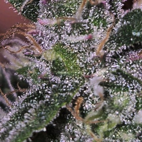 Gorilla Zkittles Auto anna growlog timeline photo