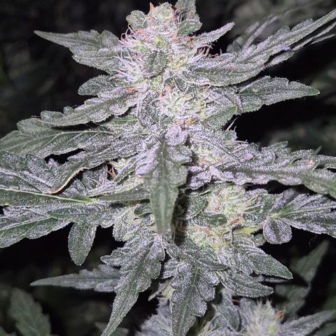 Gorilla Zkittles Auto anna growlog timeline photo
