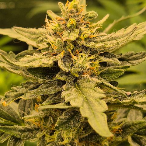 Gorilla Zkittles Auto anna growlog timeline photo