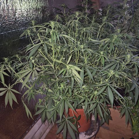 Afghani #1 (45-50bt) growlog timeline photo