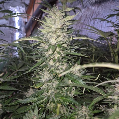 Moby 🍆  growlog timeline photo