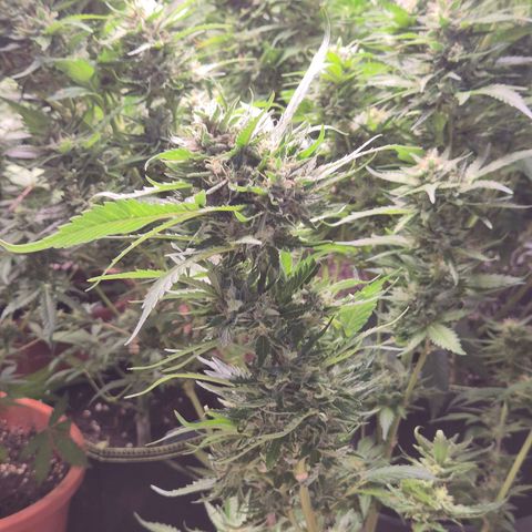 Moby 🍆  growlog timeline photo