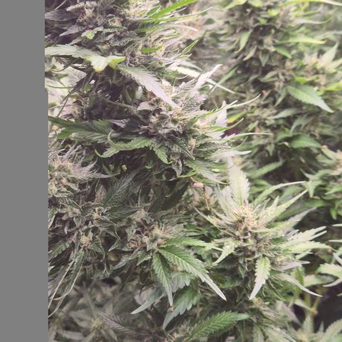 Moby 🍆  growlog timeline photo