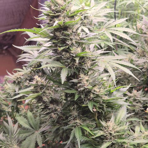 Moby 🍆  growlog timeline photo