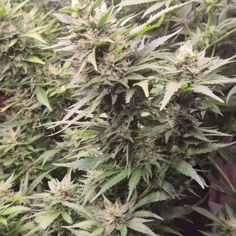 Moby 🍆  growlog timeline photo