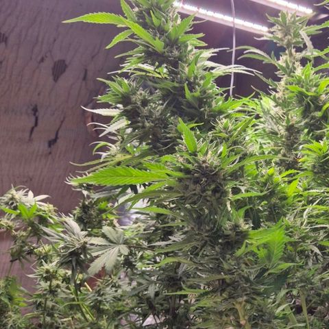 Moby 🍆  growlog timeline photo
