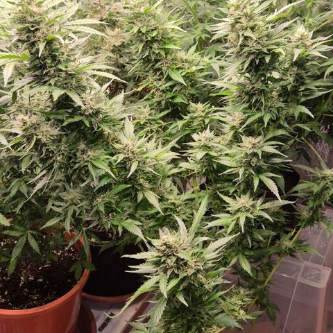 Moby 🍆  growlog timeline photo