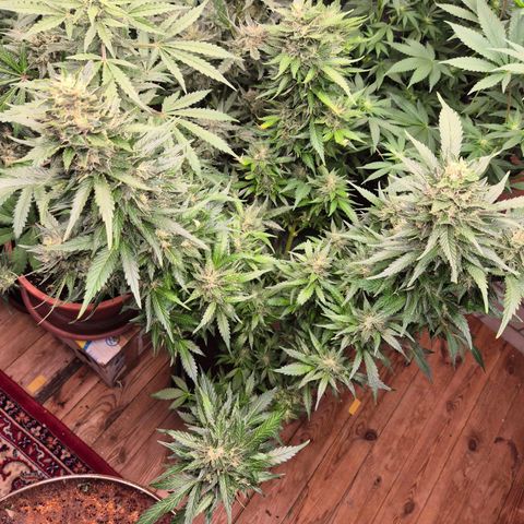 Moby 🍆  growlog timeline photo